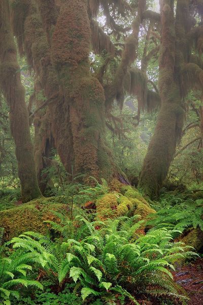 Jones, Adam 아티스트의 Big Leaf Maple tree draped with Club Moss-Hoh Rainforest-Olympic National Park-Washington State작품입니다.